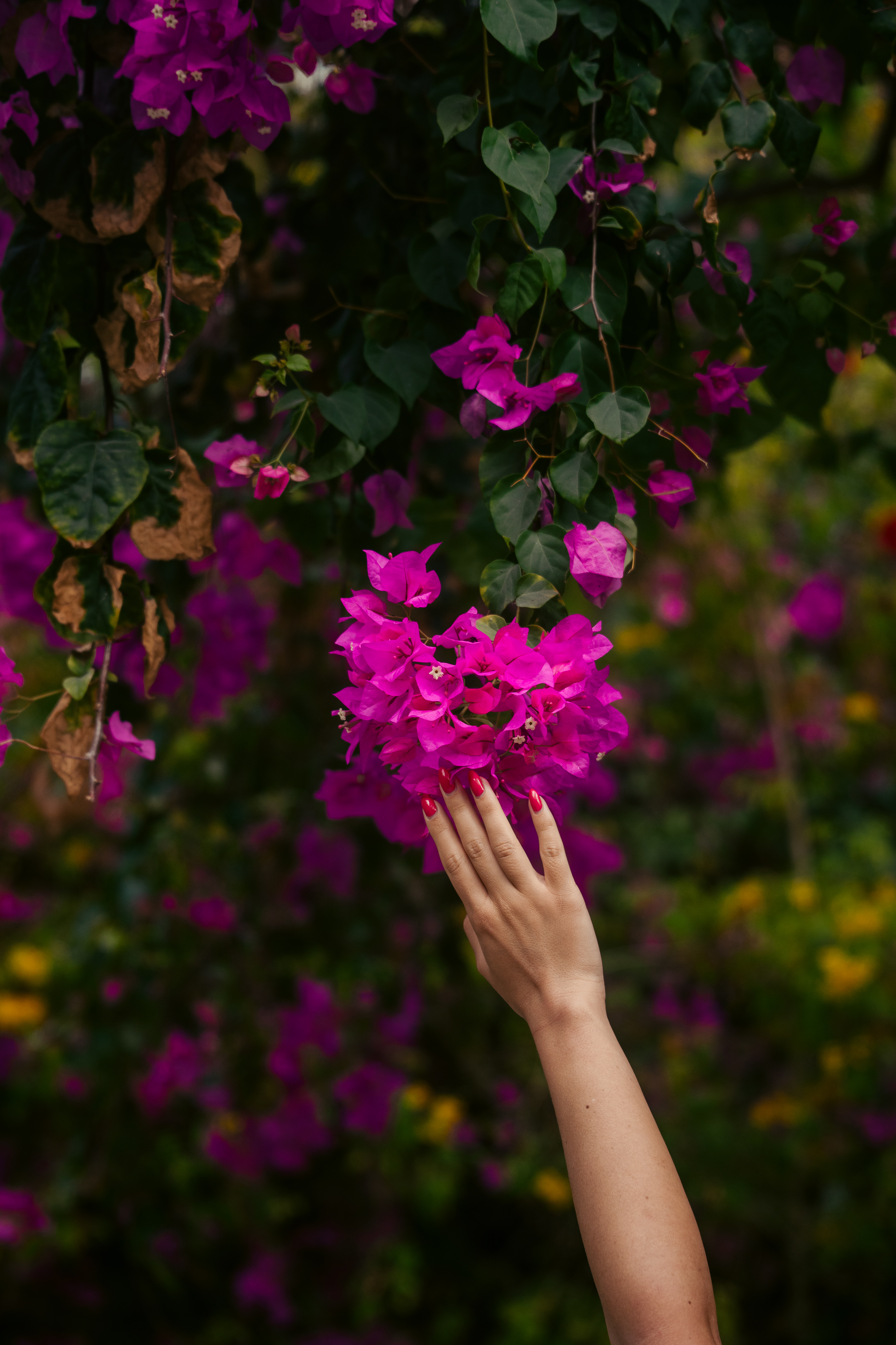 Bougainvillea in Bloom